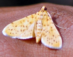Conogethes