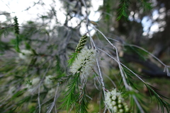 Melaleuca armillaris armillaris