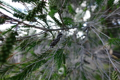Melaleuca armillaris armillaris