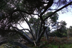 Melaleuca armillaris armillaris
