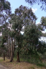 Eucalyptus cephalocarpa