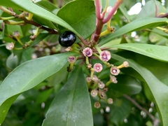 Ardisia squamulosa