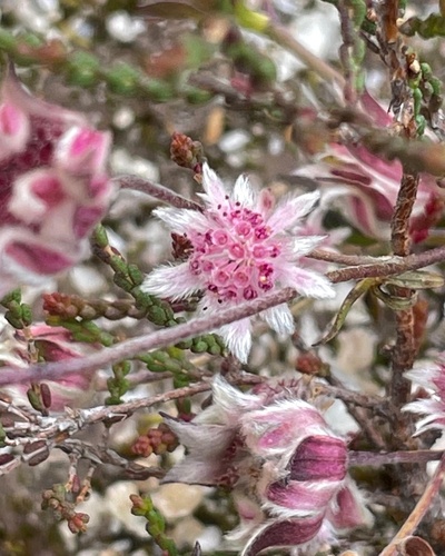 Actinotus forsythii, 2023-05-14