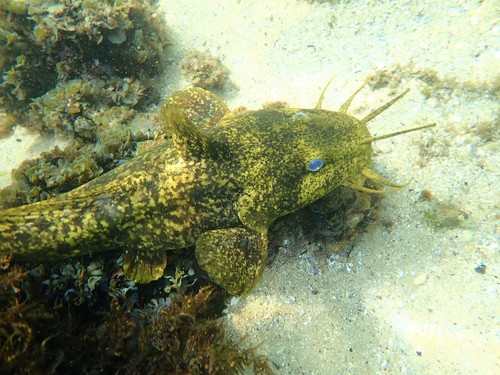 Cobbler (Cnidoglanis macrocephalus) — Plotosidae — 3