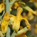 Ehrendorferia chrysantha - Photo (c) nathantay, algunos derechos reservados (CC BY-NC)