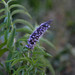 Mentha longifolia - Photo (c) eteu sar, algunos derechos reservados (CC BY-NC-SA), uploaded by Ateah Alfakih