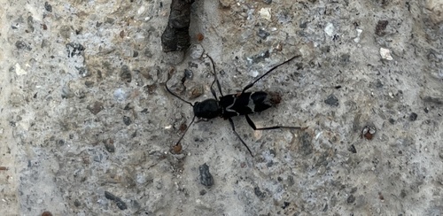 Perissus fairmairei