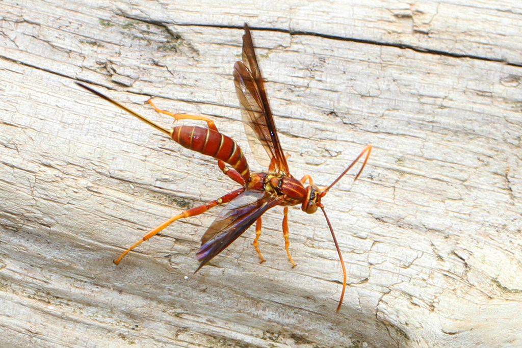 Labeninae