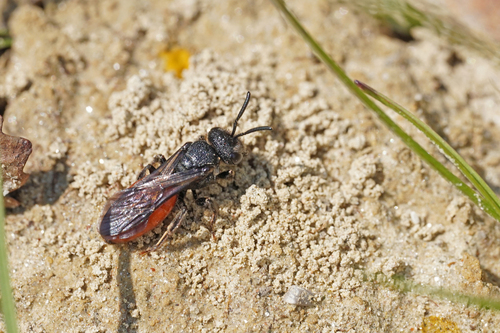 White-lipped Blood Bee