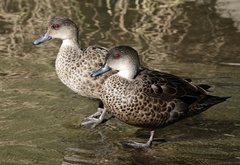 Grey Teal photo 6