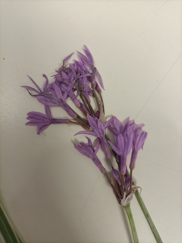 Tulbaghia violacea