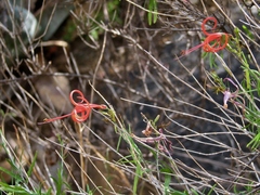 Anisacanthus linearis