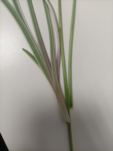 Tulbaghia violacea