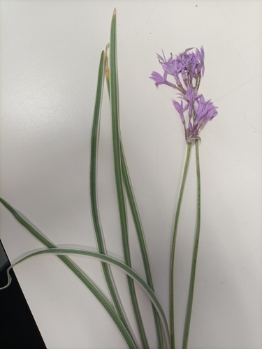 Tulbaghia violacea