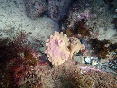 Pyura spinifera