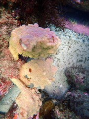 Pyura spinifera