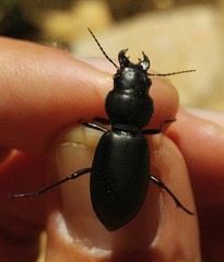 Broscus laevigatus