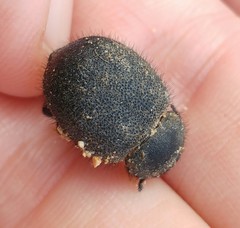 Pachyscelis rotundata