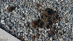 Nyctereutes procyonoides