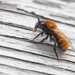 Tawny Mining Bee - Photo (c) Julia Wittmann, some rights reserved (CC BY), uploaded by Julia Wittmann