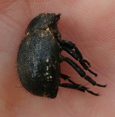 Pachyscelis rotundata