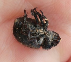 Pachyscelis rotundata