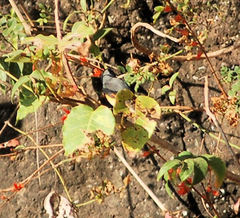 Taccocua leschenaultii