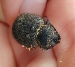 Pachyscelis rotundata