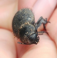 Pachyscelis rotundata