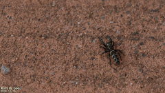 Mendoza elongata