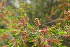 Melaleuca parvistaminea