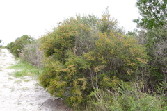 Melaleuca parvistaminea