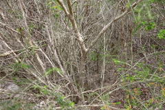 Melaleuca parvistaminea
