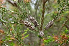 Melaleuca parvistaminea