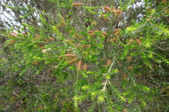 Melaleuca parvistaminea