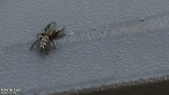 Mendoza elongata