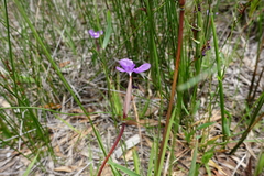 Patersonia occidentalis occidentalis