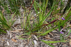 Patersonia occidentalis occidentalis