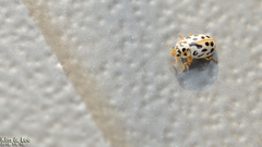 Anisosticta kobensis