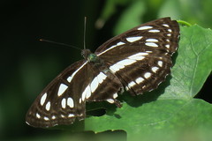 Phaedyma columella singa