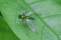 Chrysosoma vittatum
