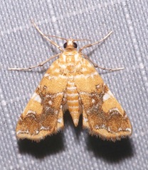 Elophila nebulosalis