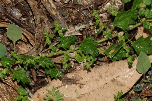 Image of Dysphania carinata by (c) Greg Tasney, some rights reserved (CC BY-SA)