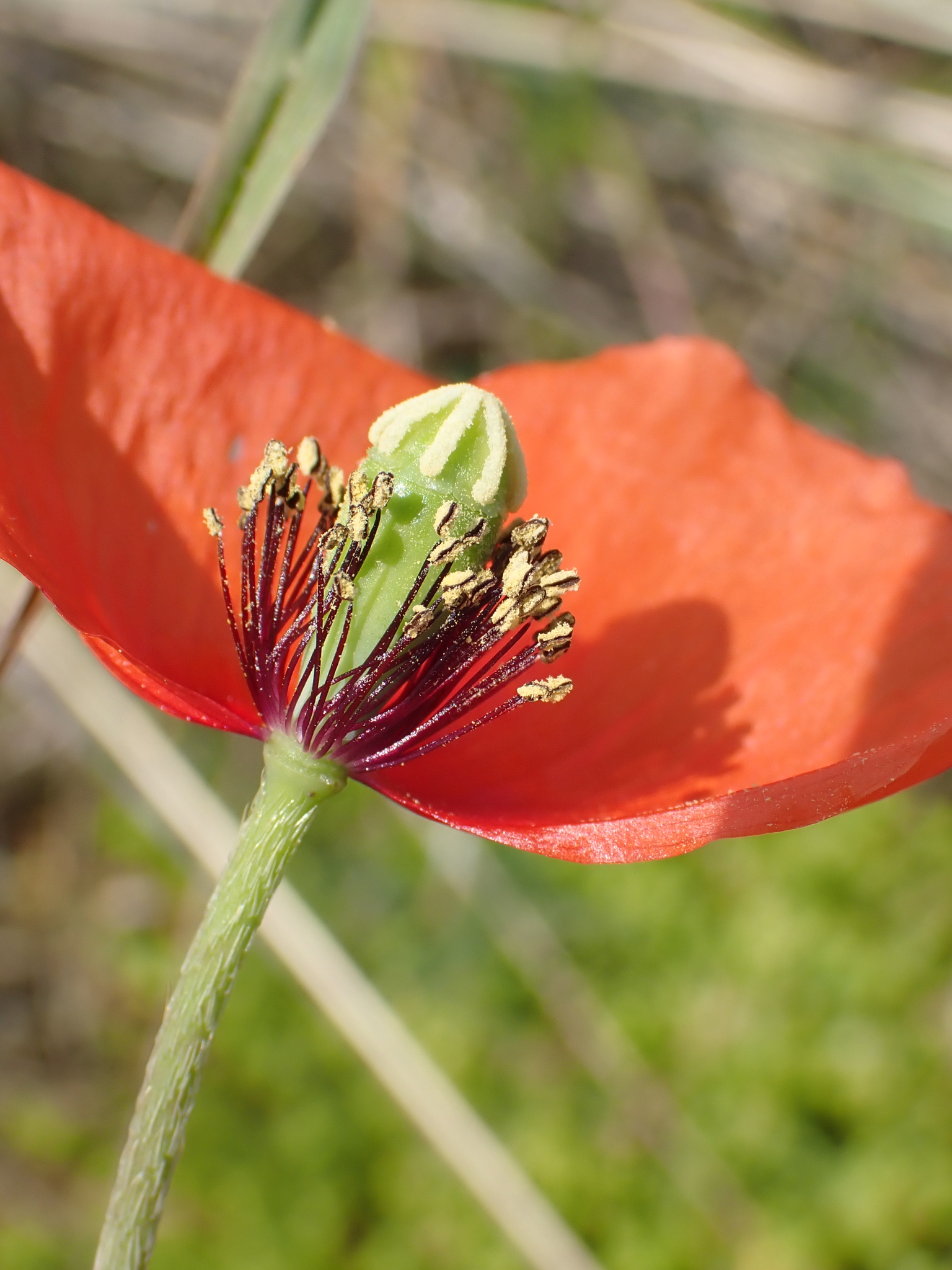 Long-headed Poppy Complex (Complex Papaver dubium) · iNaturalist
