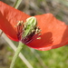 Papaver dubium - Photo no rights reserved, uploaded by Robert H. Wardell