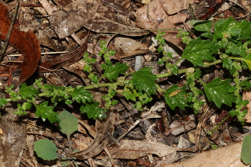 Image of Dysphania carinata by (c) Greg Tasney, some rights reserved (CC BY-SA)