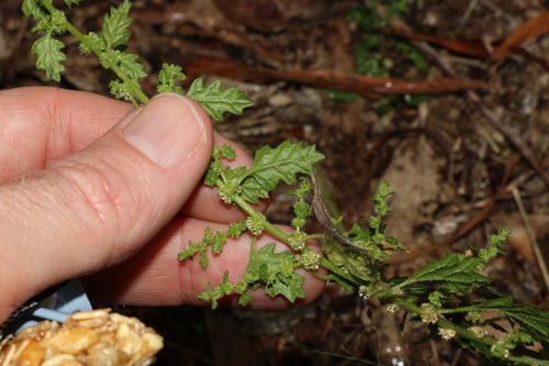 Image of Dysphania carinata by (c) Greg Tasney, some rights reserved (CC BY-SA)