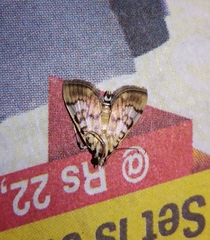 Lepidoptera