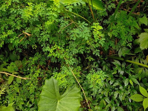 Image of Boenninghausenia Albiflora (Boenninghausenia albiflora) by (c) Yu-Chang Chen, some rights reserved (CC BY)