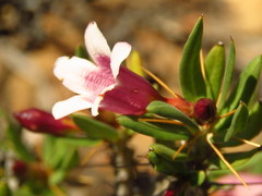 Pachypodium bispinosum